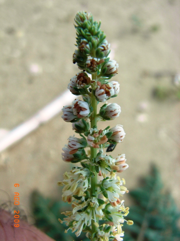 Reseda alba  s.l.